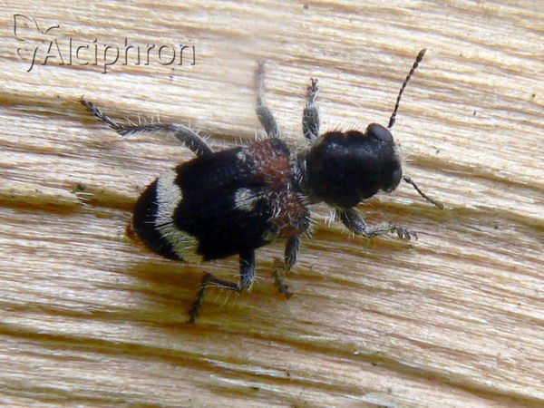 Clerus mutillarius
