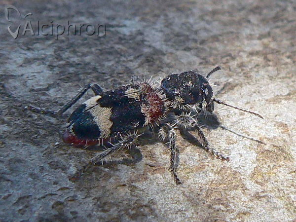 Clerus mutillarius