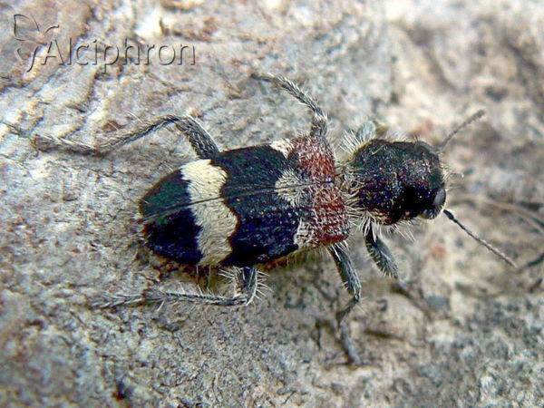 Clerus mutillarius