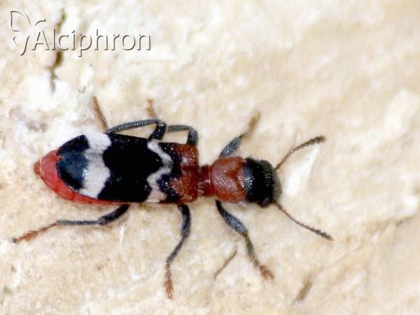 Thanasimus formicarius