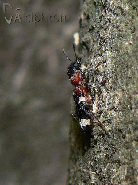 Thanasimus formicarius