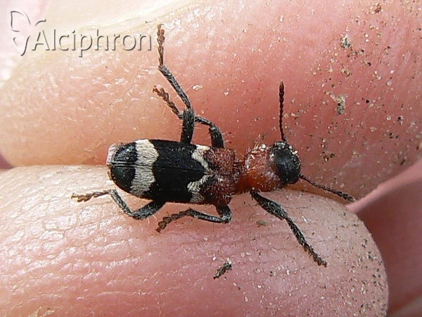 Thanasimus formicarius