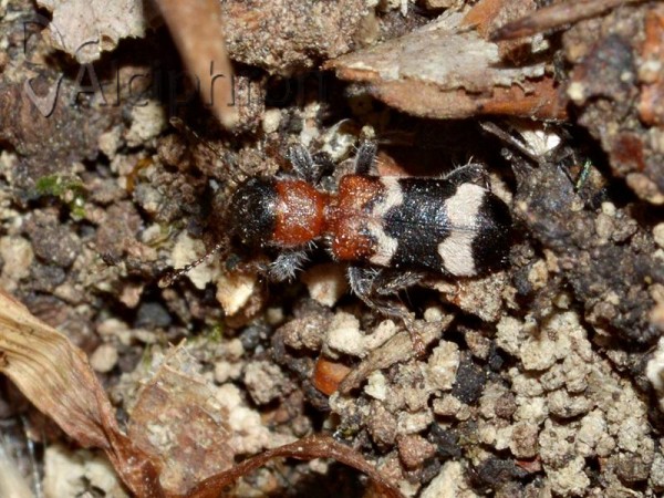 Thanasimus formicarius