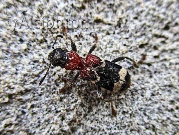 Thanasimus formicarius