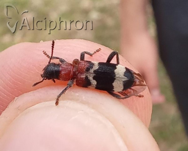 Thanasimus formicarius