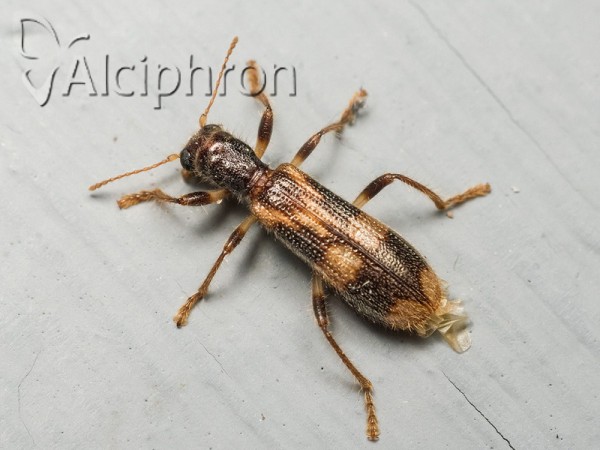 Opilo mollis