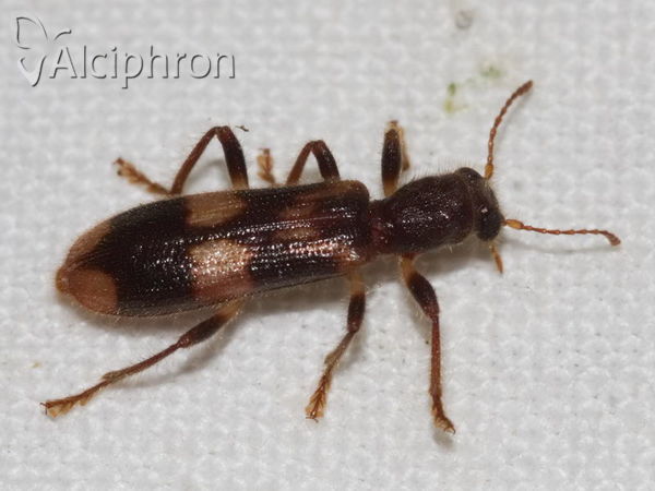 Opilo mollis