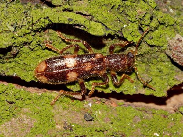 Opilo mollis