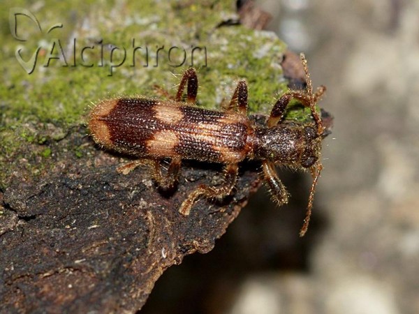 Opilo mollis