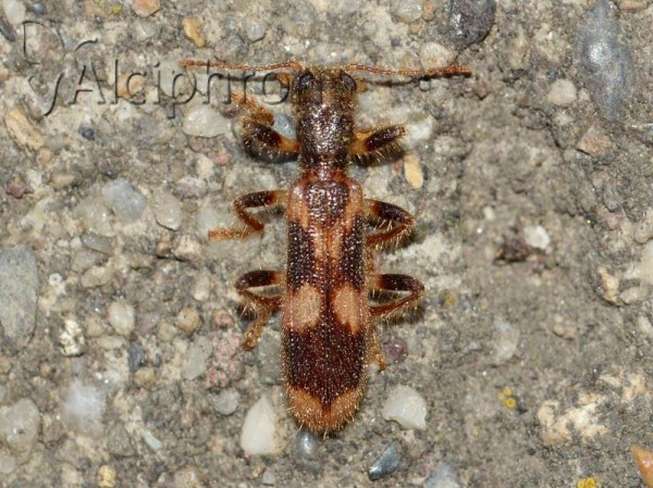 Opilo mollis