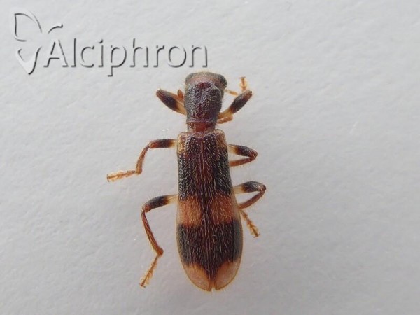 Opilo mollis