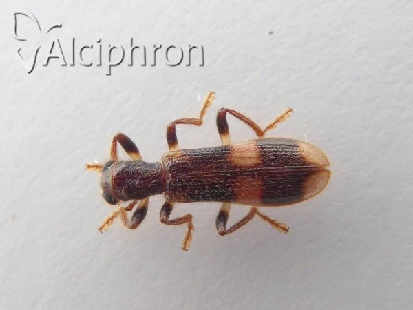 Opilo mollis