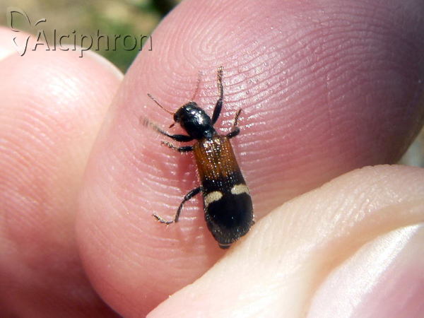 Opilo taeniatus