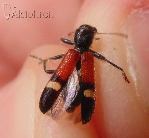 Opilo taeniatus