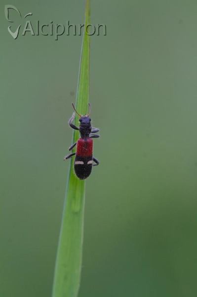 Opilo taeniatus