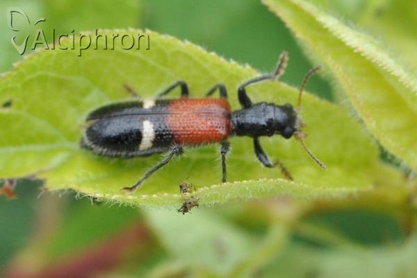 Opilo taeniatus