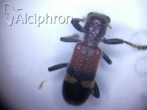 Opilo taeniatus