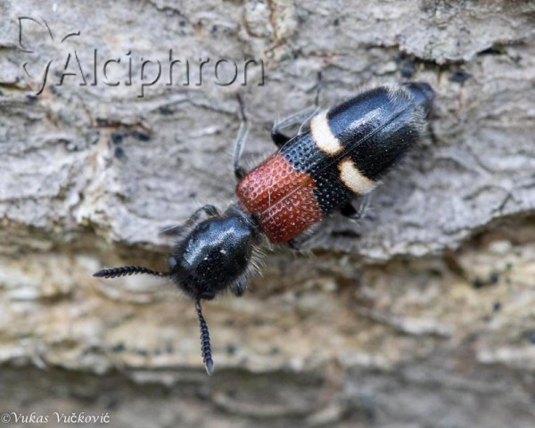 Tilloidea unifasciata
