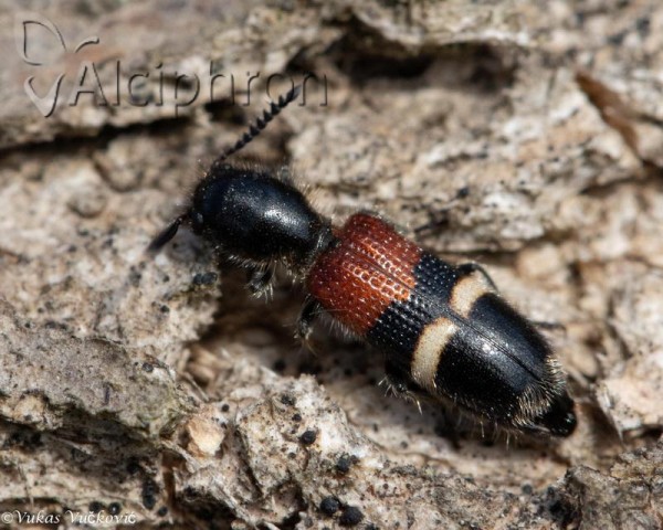 Tilloidea unifasciata