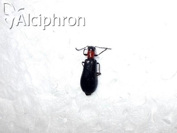 Tillus elongatus