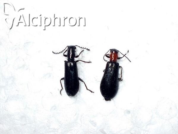 Tillus elongatus
