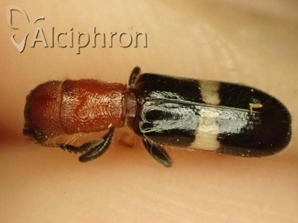 Denops albofasciatus