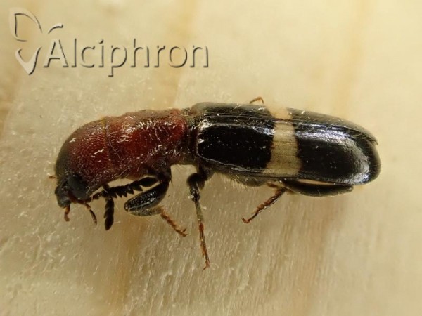 Denops albofasciatus