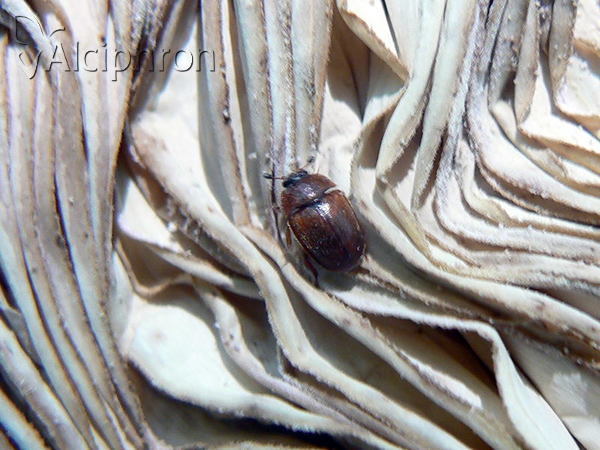 Sericoderus lateralis