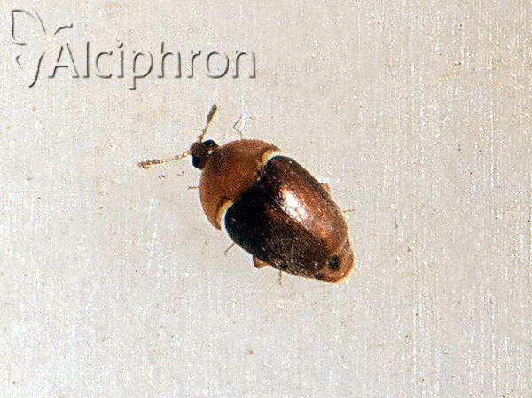 Sericoderus lateralis