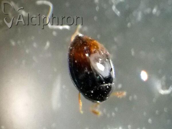 Ephistemus globulus