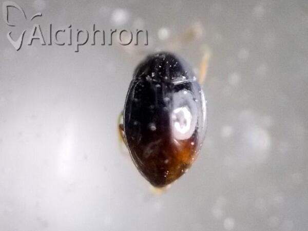 Ephistemus globulus