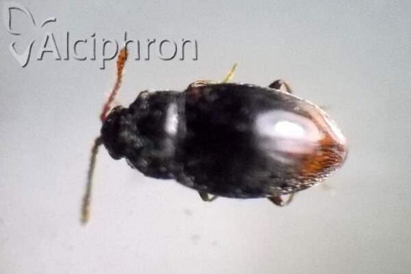 Atomaria analis