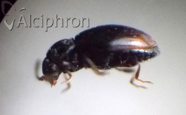 Atomaria analis