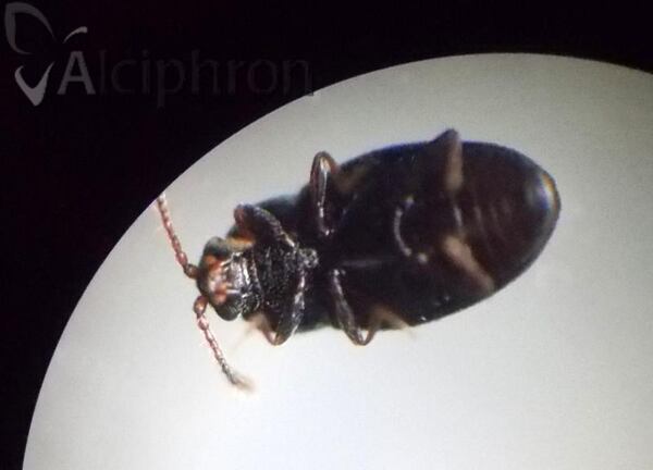 Atomaria analis