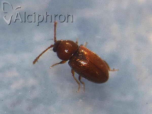 Atomaria atricapilla