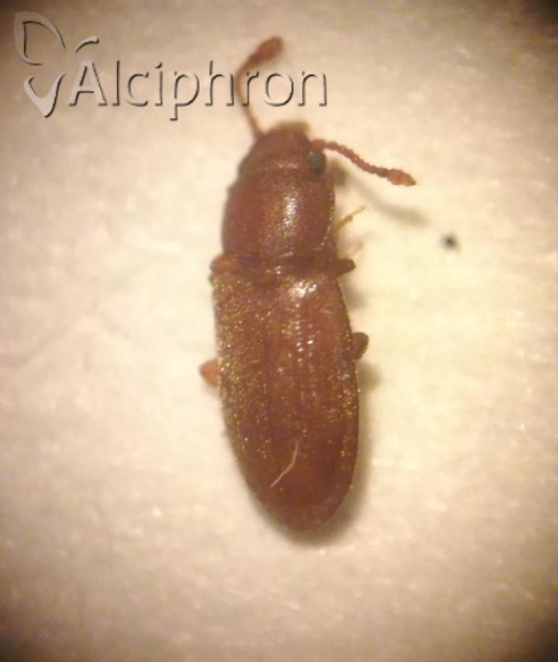 Antherophagus pallens