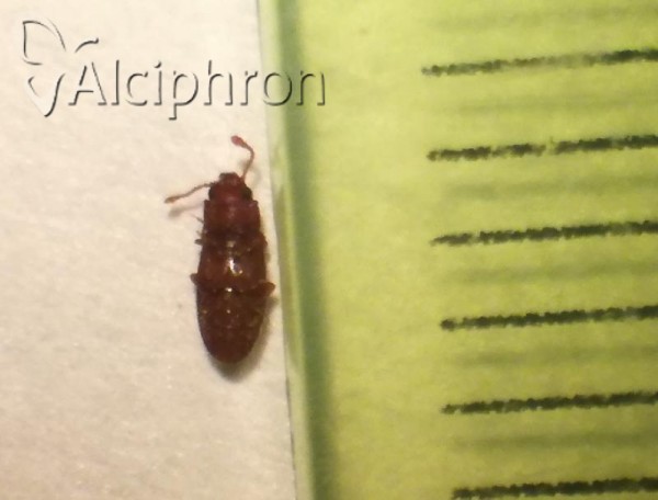 Antherophagus pallens