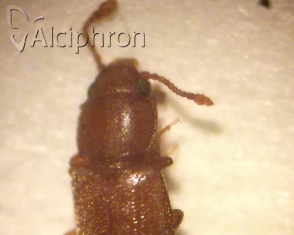 Antherophagus pallens