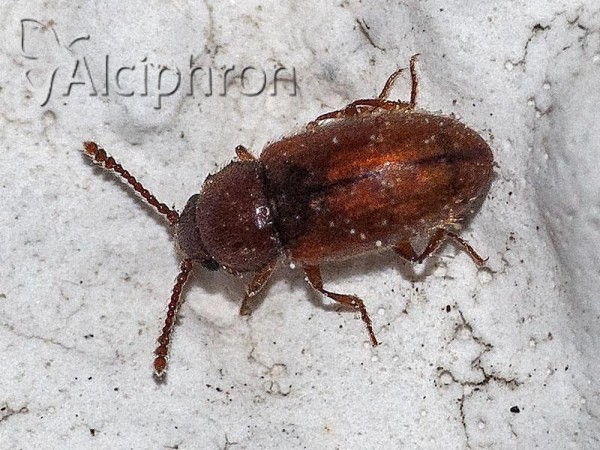 Cryptophagus distinguendus