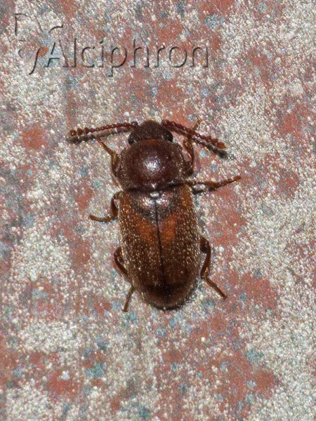 Cryptophagus lycoperdi