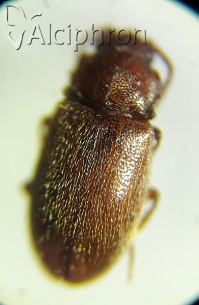 Cryptophagus pallidus