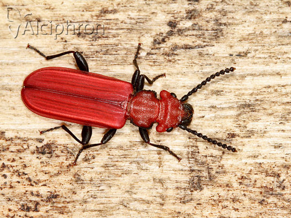 Cucujus cinnaberinus