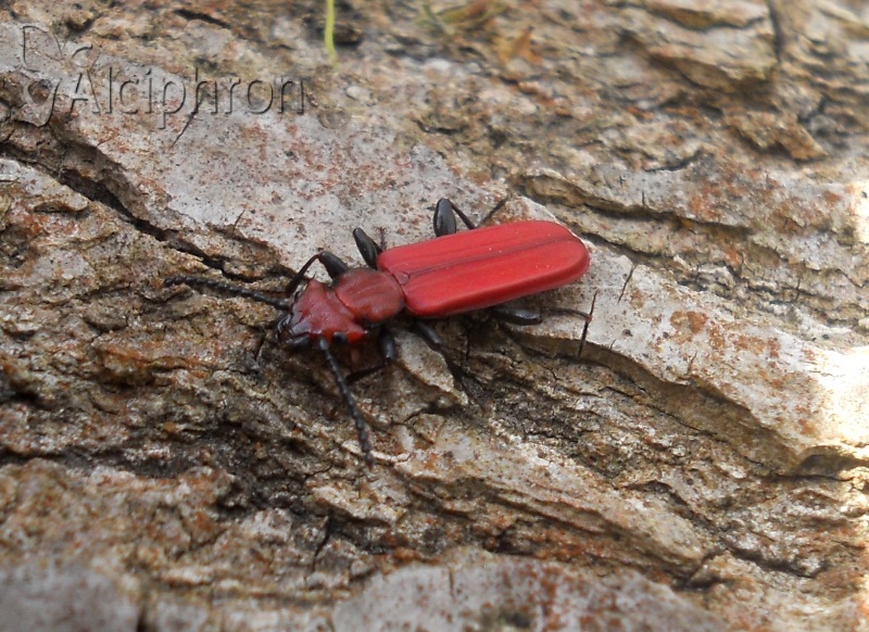 Cucujus cinnaberinus