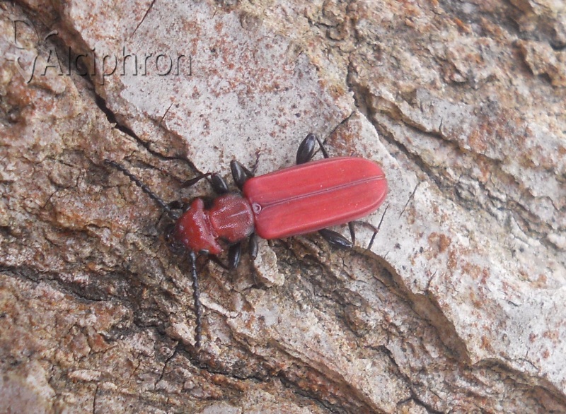 Cucujus cinnaberinus