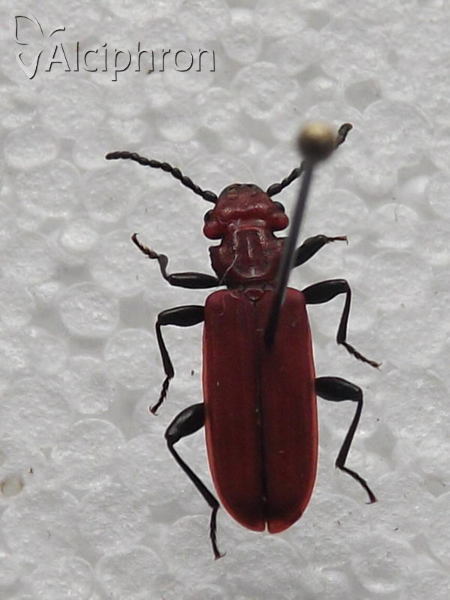 Cucujus cinnaberinus