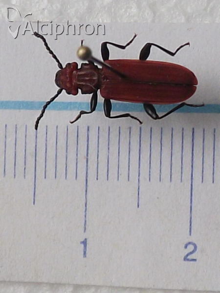 Cucujus cinnaberinus