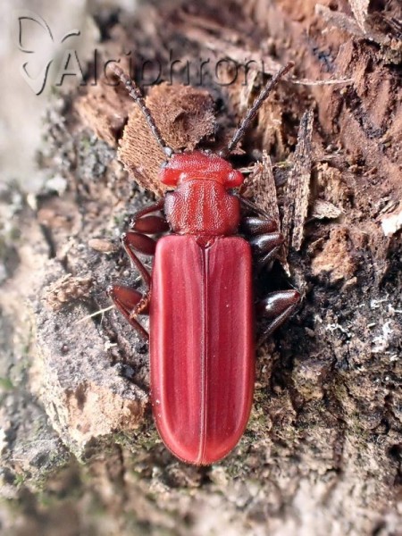 Cucujus cinnaberinus