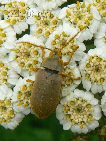 Dascillus cervinus