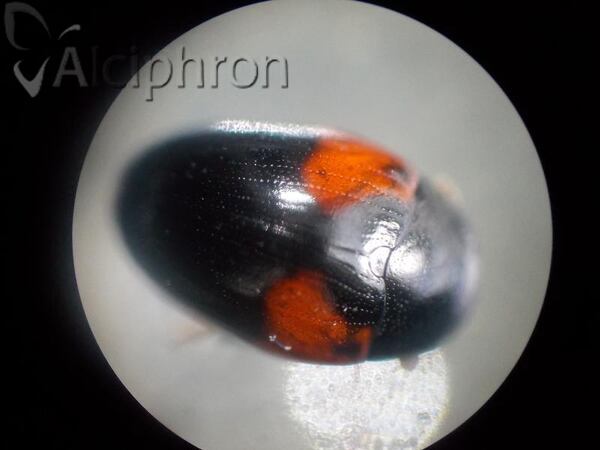 Tritoma bipustulata