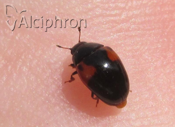 Tritoma bipustulata